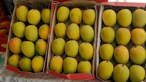 Mango