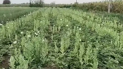 अफूची लागवड