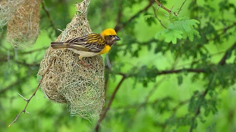 Sparrow