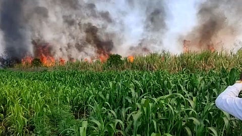 ऊस जळून खाक