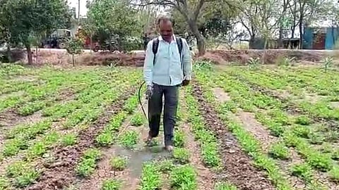 शेतकऱ्यांवर पुन्हा एकदा अस्मानी संकट; वातावरण बदलामुळं पिकं धोक्यात!