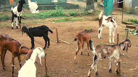 Beed/ Parli