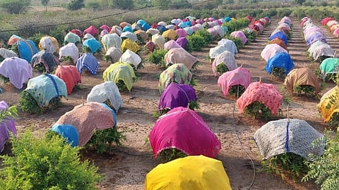 farmer is wrapping saree around the pomegranate crop