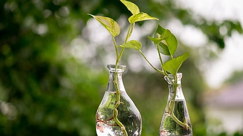 Gardening tips in marathi