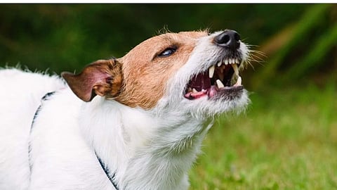 stray dog , khardi (shahapur)