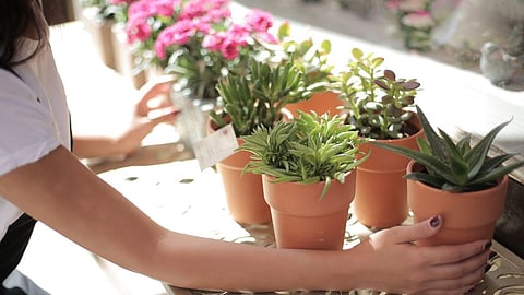 how to keep plants green tips in marathi, Gardening Tips and Tricks in Marathi