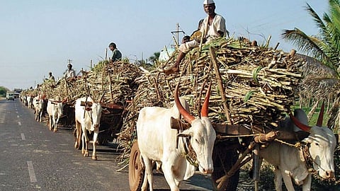 sugar mills will continue