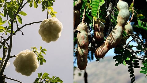 आपल्या घराच्या बागेत ही झाडे लावू नका, अन्यथा होईल नुकसान !