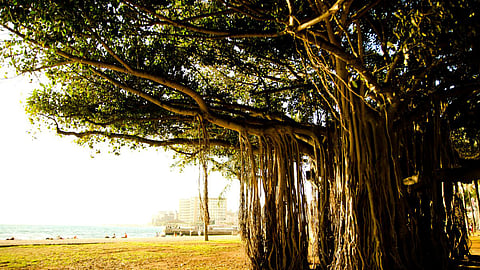 benefits of banyan tree in Marathi, vat purnima 2022, banyan tree health benefits