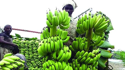 Banana Price