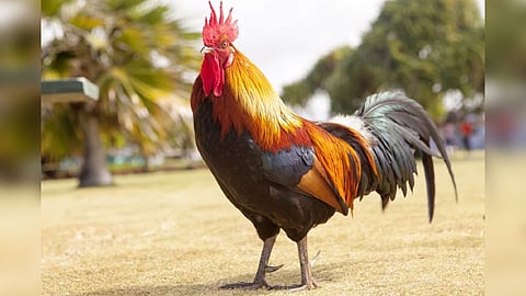 Bhandara latest Marathi News, Animal viral video, Animal Funny Video