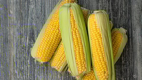 Benefits of Corn, Health tips