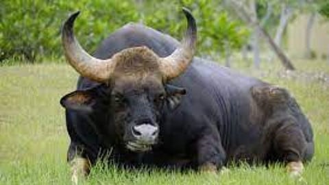 sangli, bison, shigoan, villagers