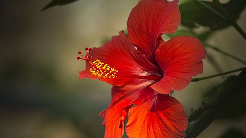Hair care tips, Benefits of hibiscus flower