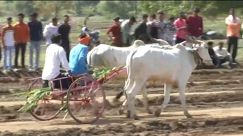Bullock Cart Race