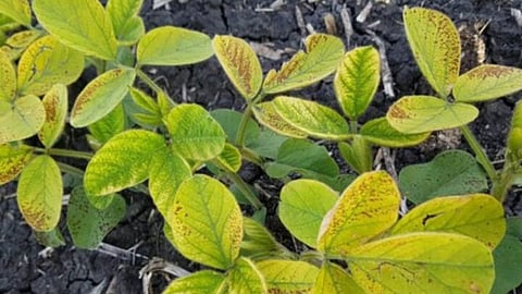 Soybean Crop