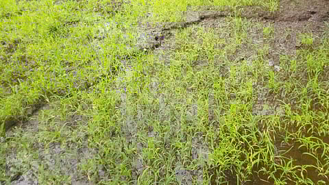 poladpur , landslide