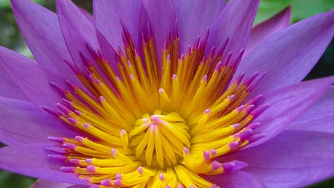 Krishan Kamal benefits