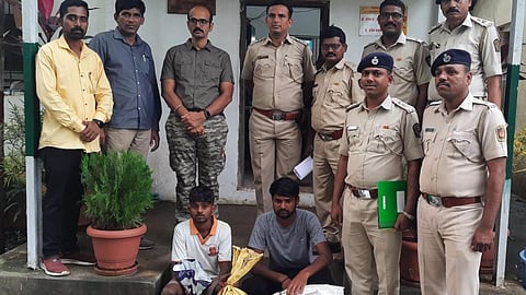 sangli, nag panchami 2022, battis shirala, snake rescued, snake, forest