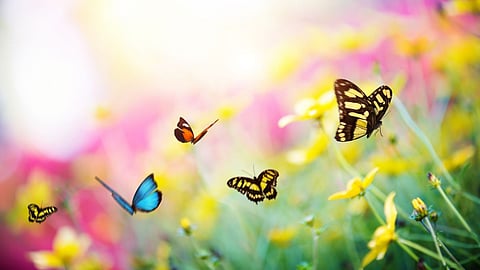 Butterfly Forest In India