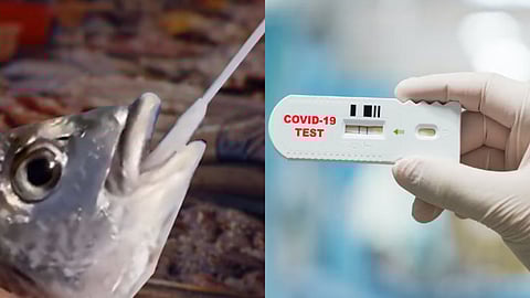 China Corona Virus