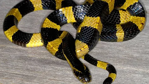 common krait snake, chandrapur, snake