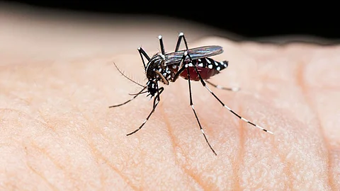 Dengue