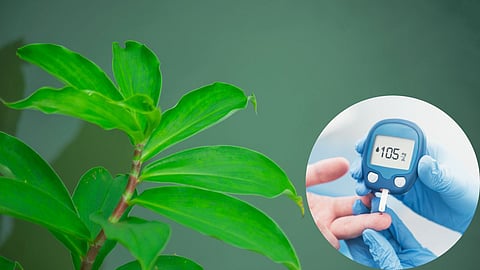 Ayurvedic Plant For Diabetes