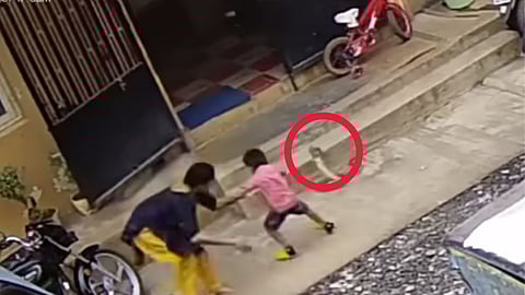 Snake Viral Video