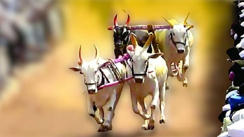 bullock cart race , ambegoan