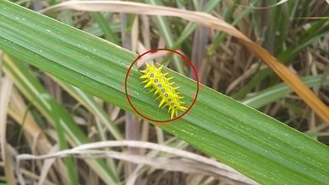 Ghonas Worms Agriculture News