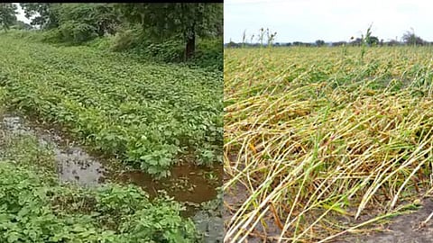 Latur Farmer