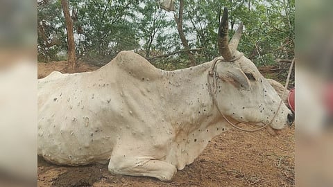 Lumpy Skin Disease