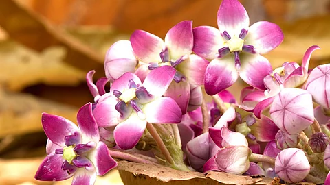 Ayurvedic Tips