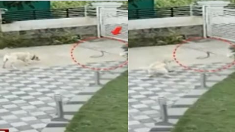 Pune Walse Patil Dog Fight Snake