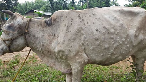 Jalgaon News Lumpy Disease