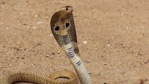 Snake