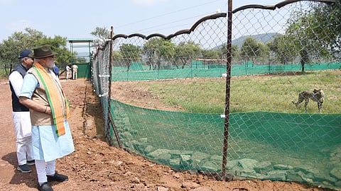 Cheetahs Back In India After 70 Years