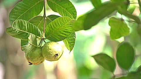 Guava Leaves Benefits