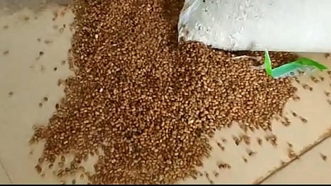 mid day meal , gondia