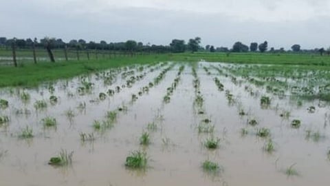 Jalgaon Heavy Rain