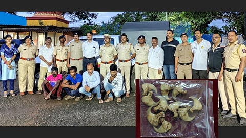 Leopard Nails Smuggling