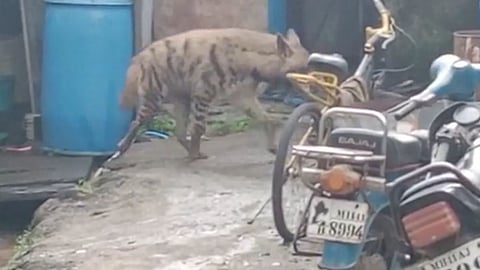 satara, forest department, hyenas, dastgir colony