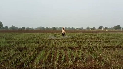 Onion Crop