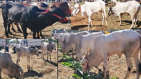 Lumpy Skin Disease , wakhri , Khillar animals
