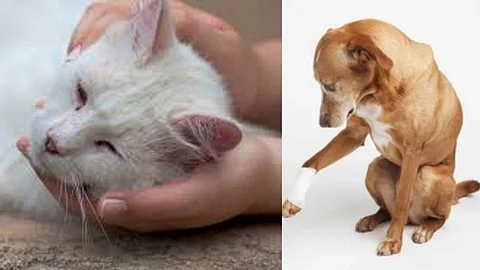 Animals Injured By Firecrackers