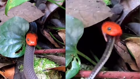 Scary Snake Viral Video