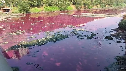 Polluted Water In Vashi
