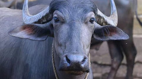 karad, grampanchayat news, wadgoan haveli