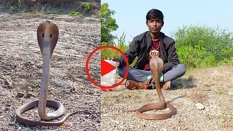 King Cobra Snake Video